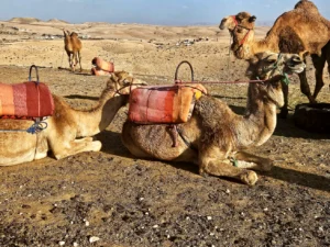 Excursion to agafay desert from Marrakesh