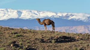 hiking-and-trek-to-jebel-saghro-mountain